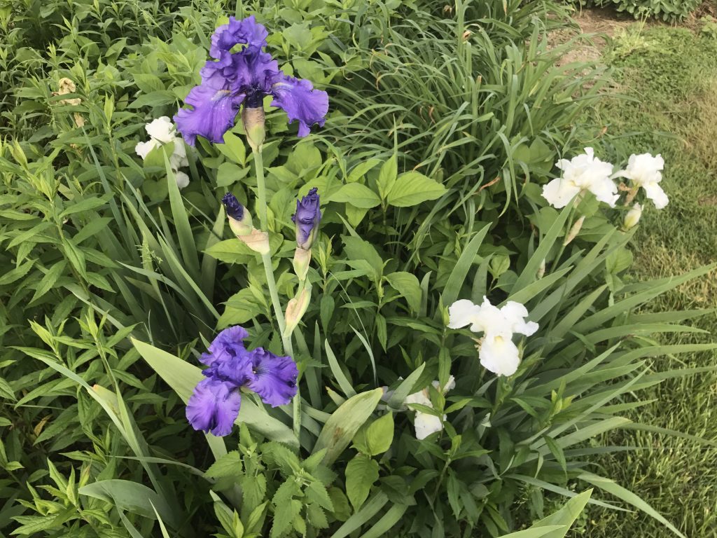 About Queens Berry Farm